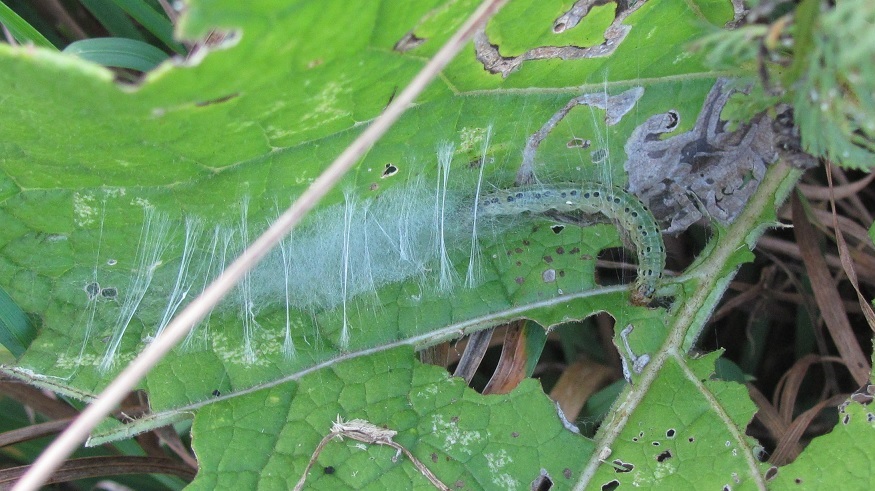 Bruco da ID - Cfr. Sitochroa verticalis, Crambidae